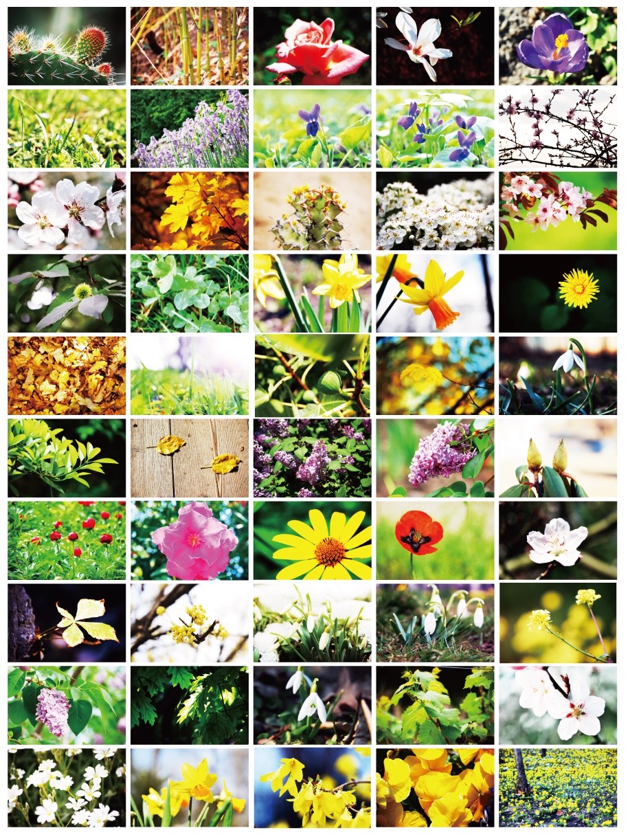 花・植物写真テクスチャ