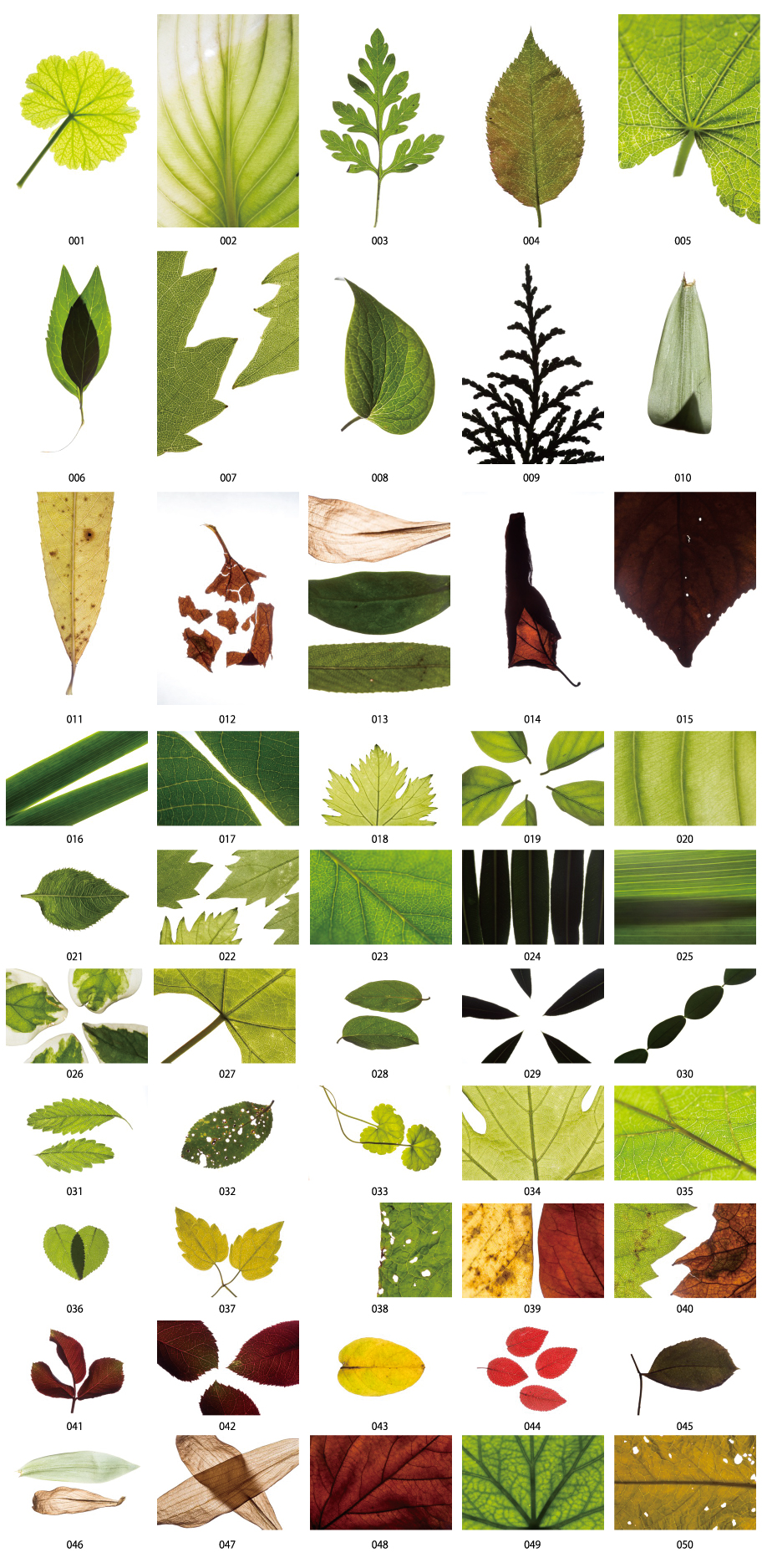 잎의 사진 소재