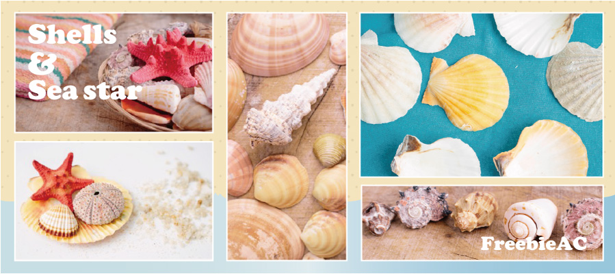 Vật liệu hình ảnh Seashell