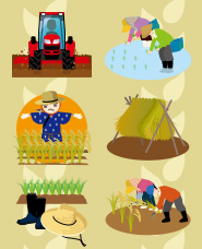 Illustration of rice planting and harvesting