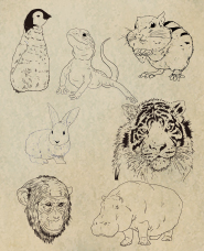 Hand drawn animal illustration
