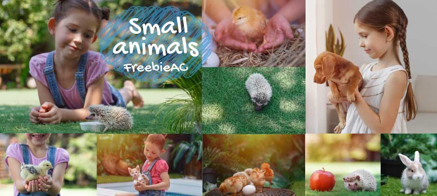 Small animal pictures