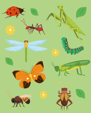 bộ sưu tập minh họa côn trùng